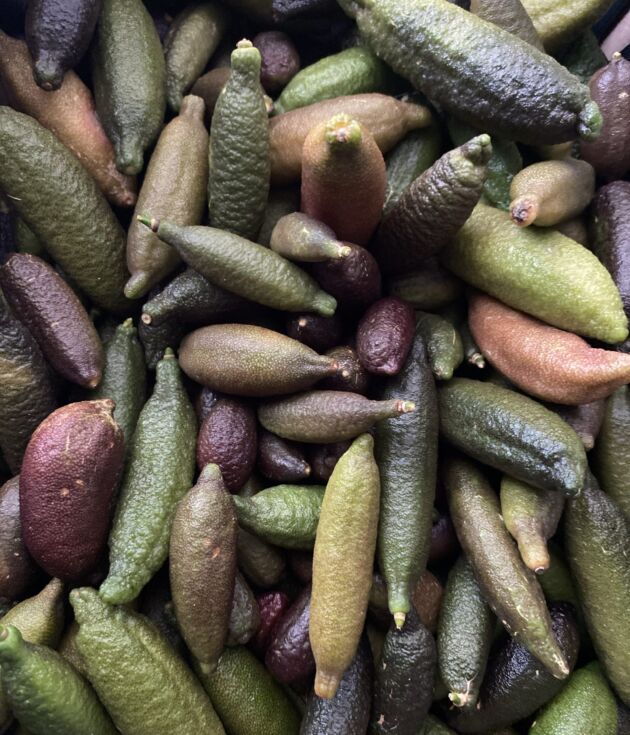 Αυστραλιανό Finger Lime