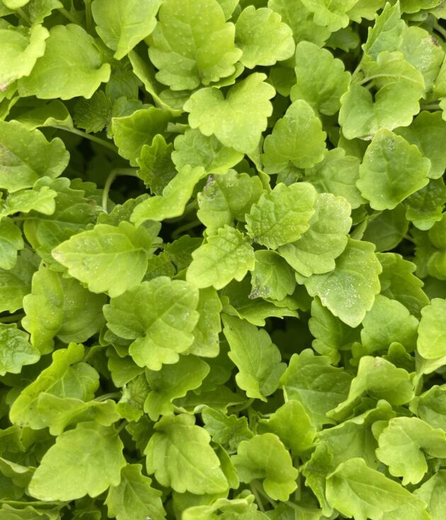 ΜίκροLemonBalm